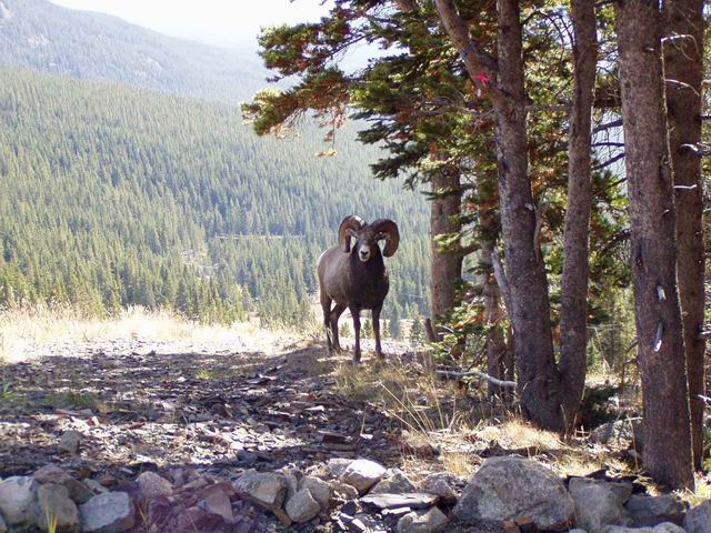 A picture of a ram at Lake Louise