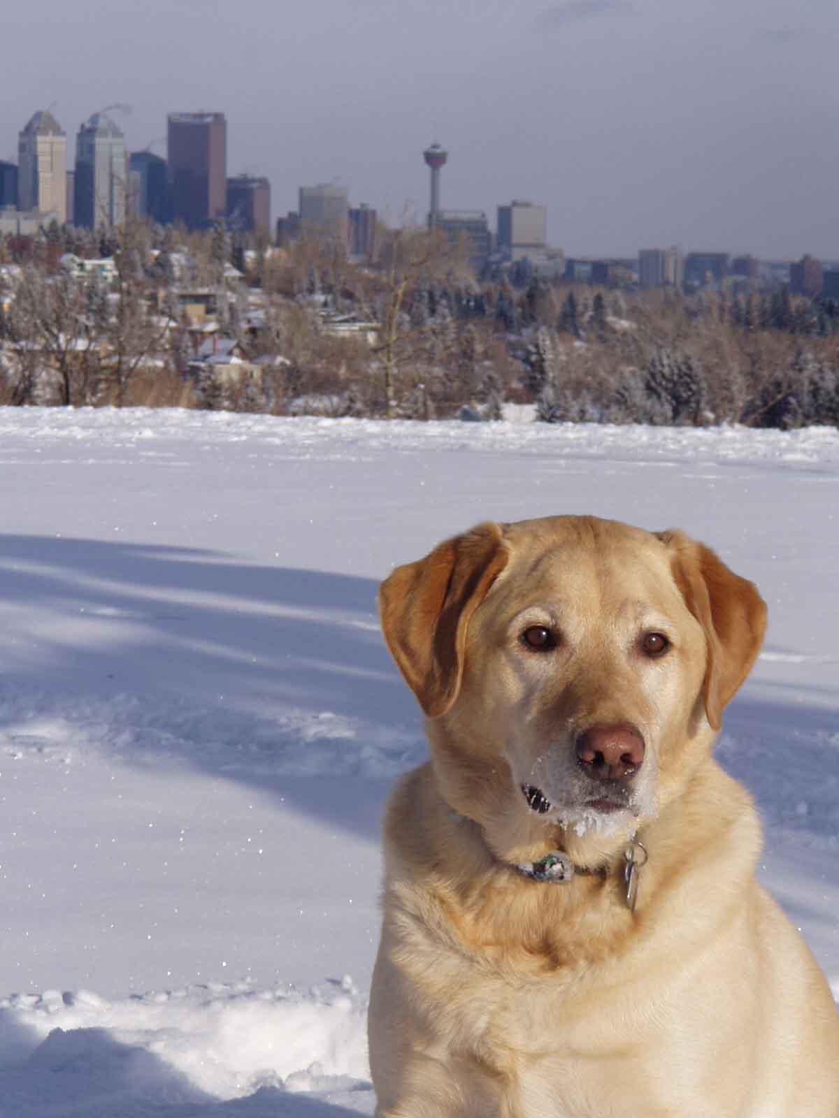A picture of Sam in the snow, with the Calgary skyline in the background