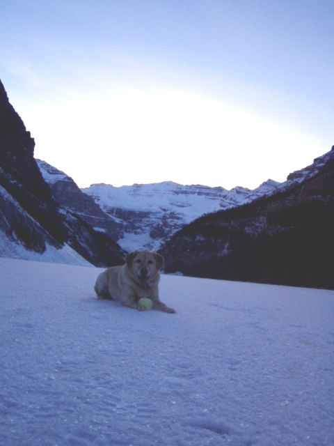 A picture of Sam, the lab, on Lake Louise